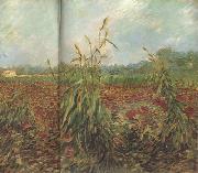 Vincent Van Gogh Green Ears of Wheat (nn04) France oil painting artist